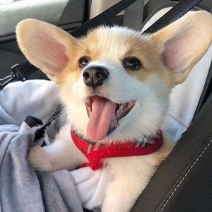 Meet your Posher, Sylvia